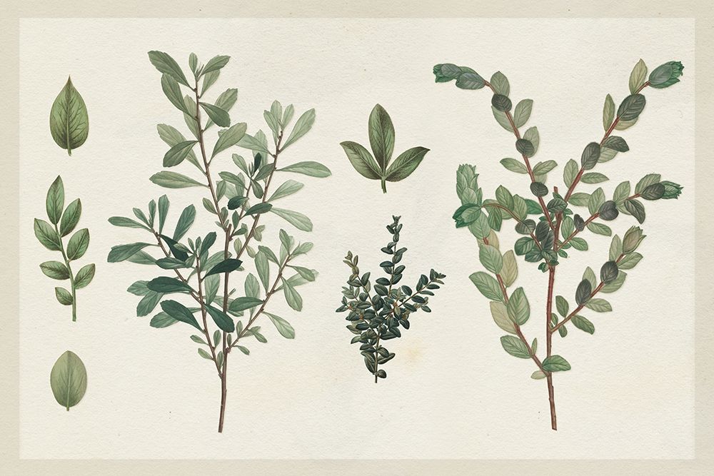 Victorian Garden Chart I art print by Wild Apple Portfolio for $57.95 CAD