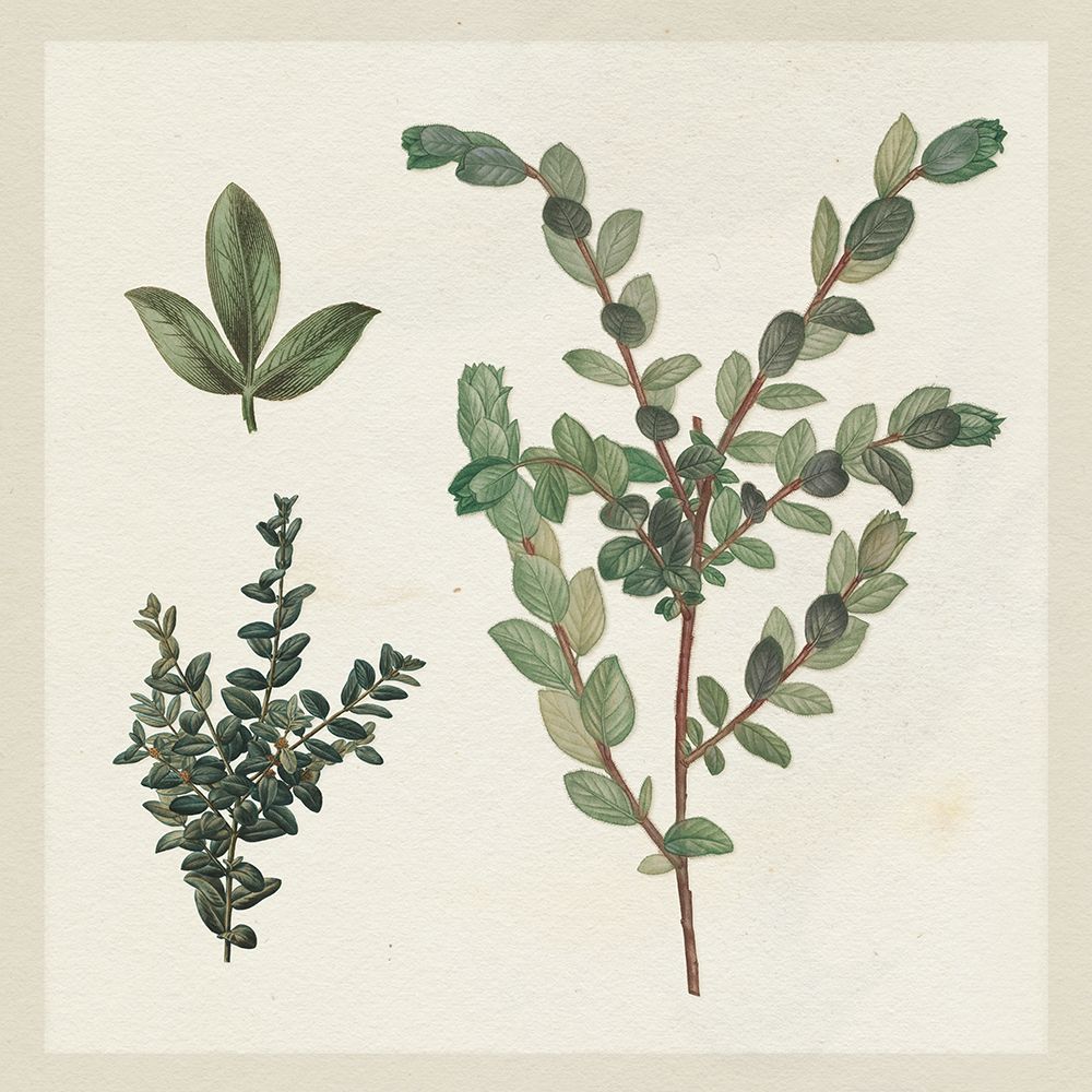 Victorian Garden Chart II art print by Wild Apple Portfolio for $57.95 CAD