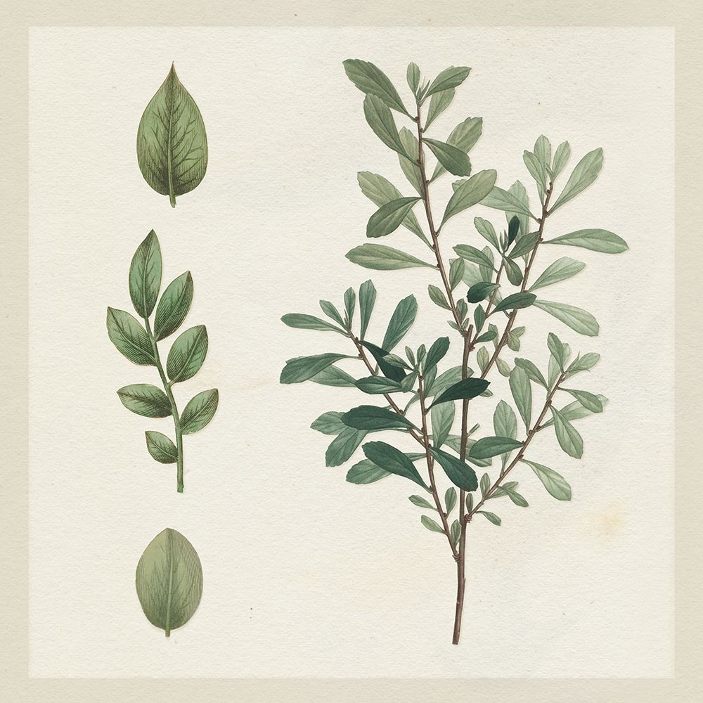 Victorian Garden Chart III art print by Wild Apple Portfolio for $57.95 CAD