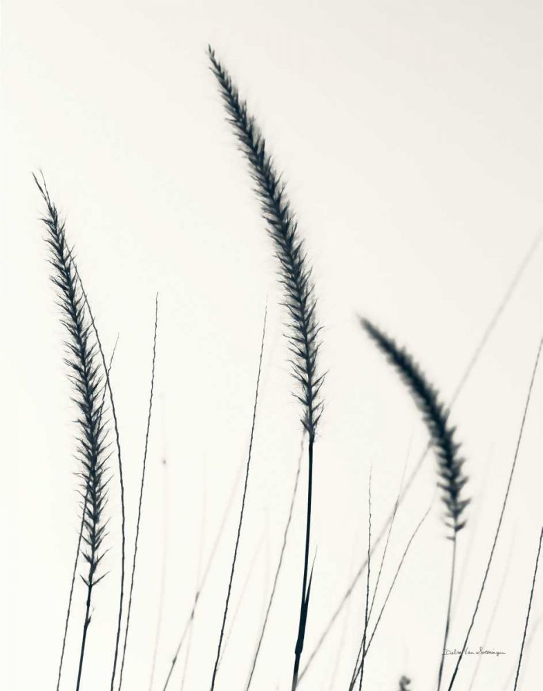 Field Grasses IV BW Crop art print by Debra Van Swearingen for $57.95 CAD