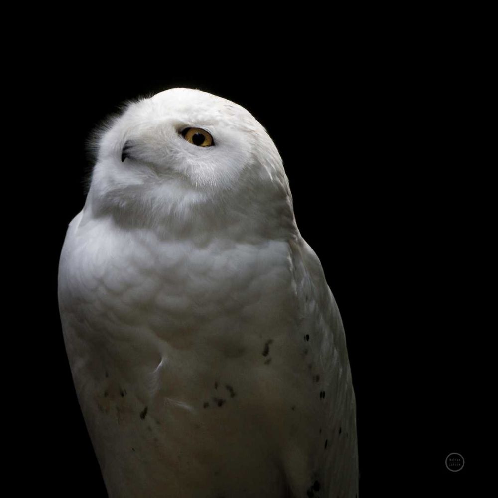 Snowy Owl Looks to the Sun art print by Nathan Larson for $57.95 CAD