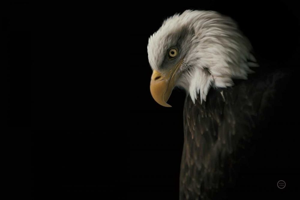 Eagle Bow art print by Nathan Larson for $57.95 CAD
