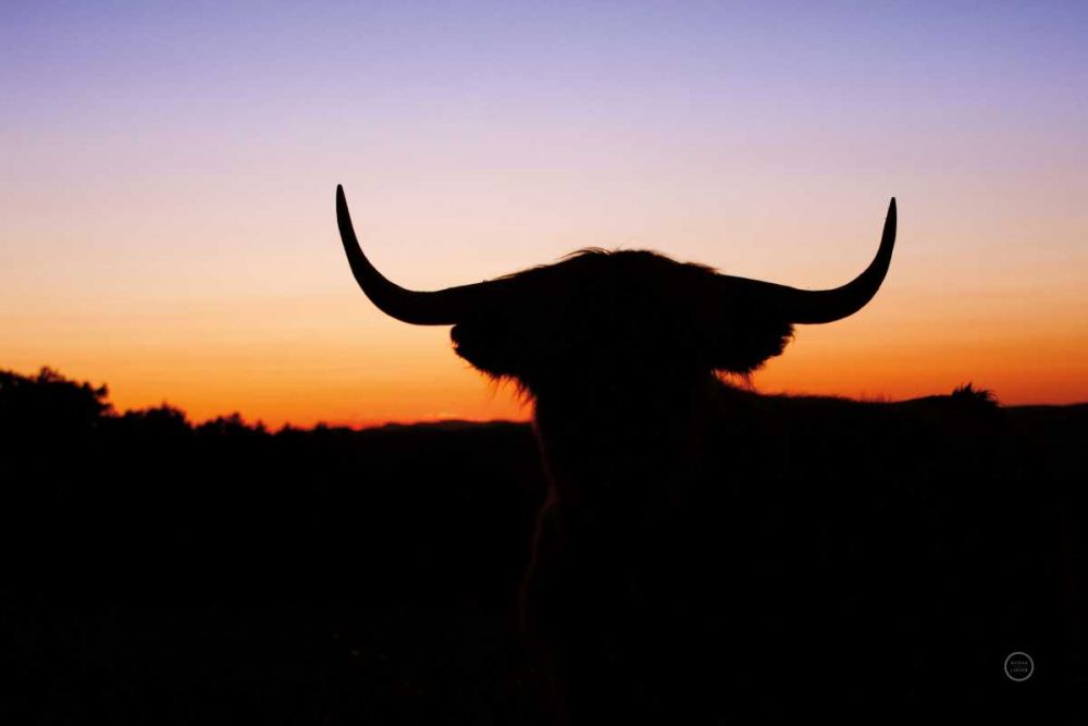 Bull Set art print by Nathan Larson for $57.95 CAD