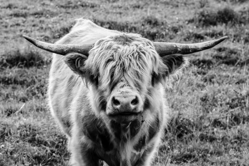 Highland Cow Staring Contest art print by Nathan Larson for $57.95 CAD