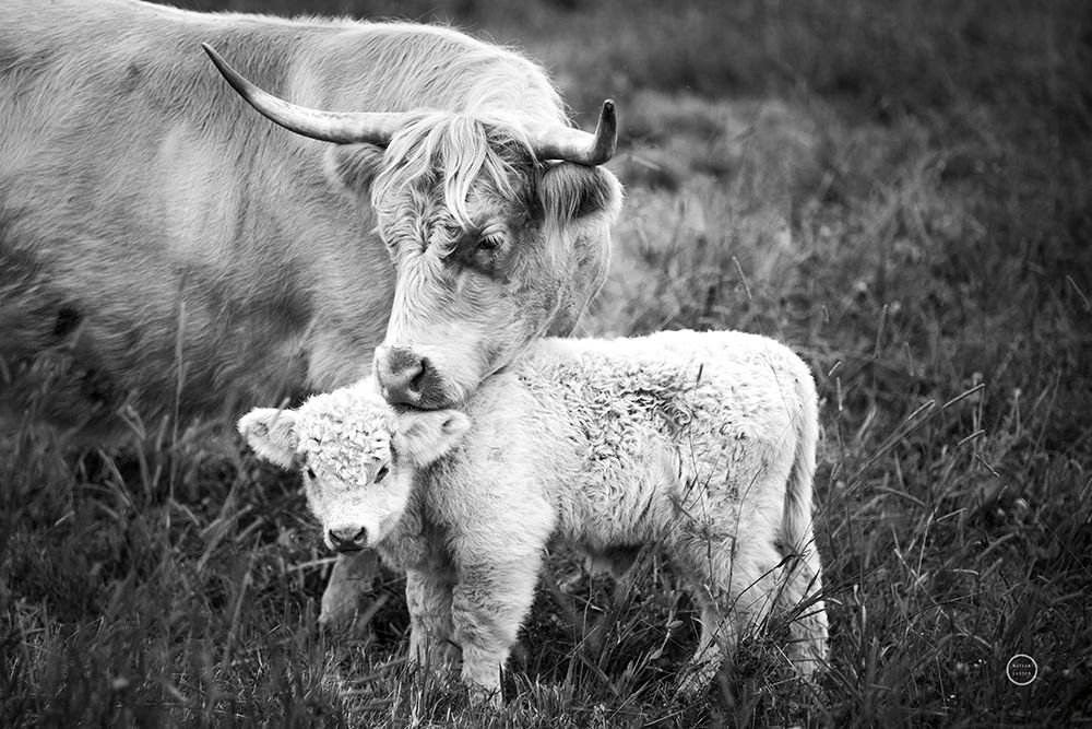 Cow Care art print by Nathan Larson for $57.95 CAD