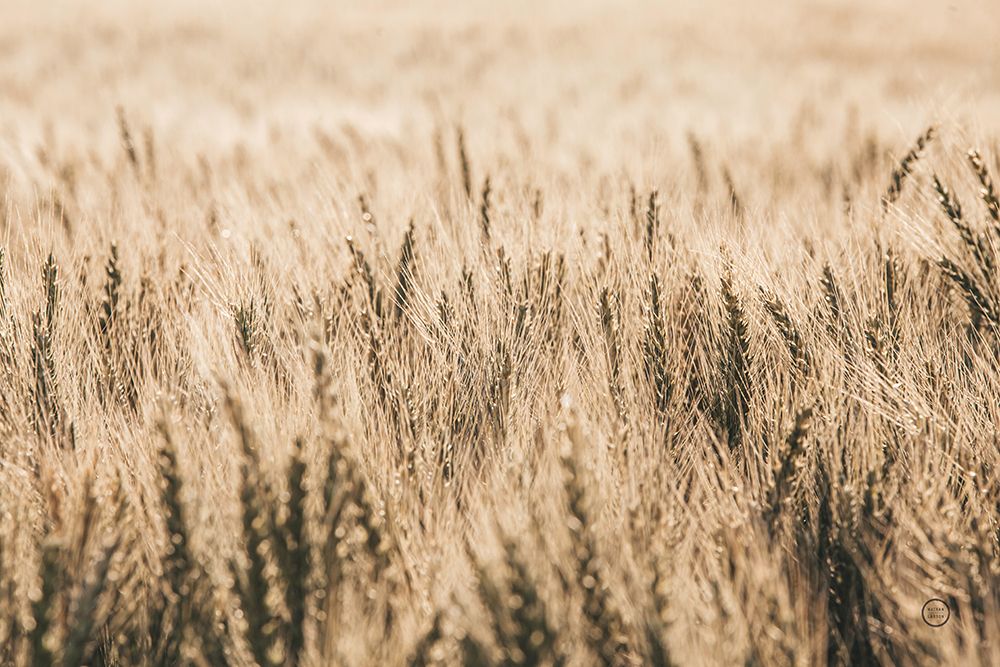 Dakota Wheat Fields art print by Nathan Larson for $57.95 CAD