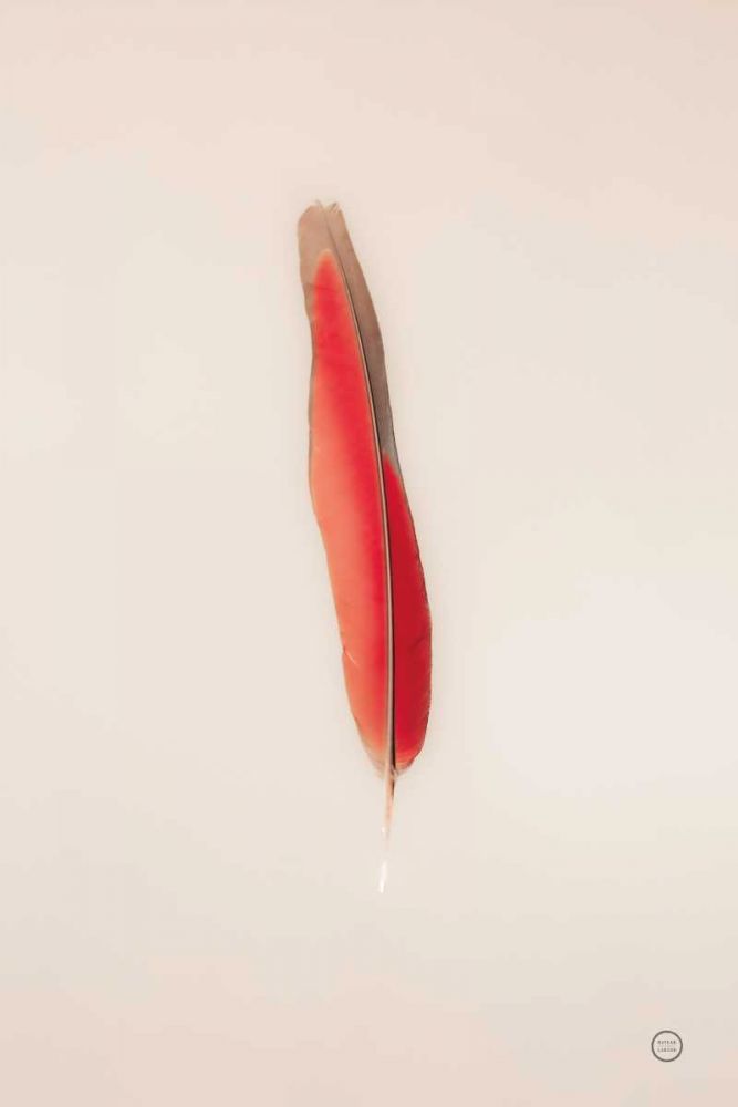 Floating Feathers II art print by Nathan Larson for $57.95 CAD