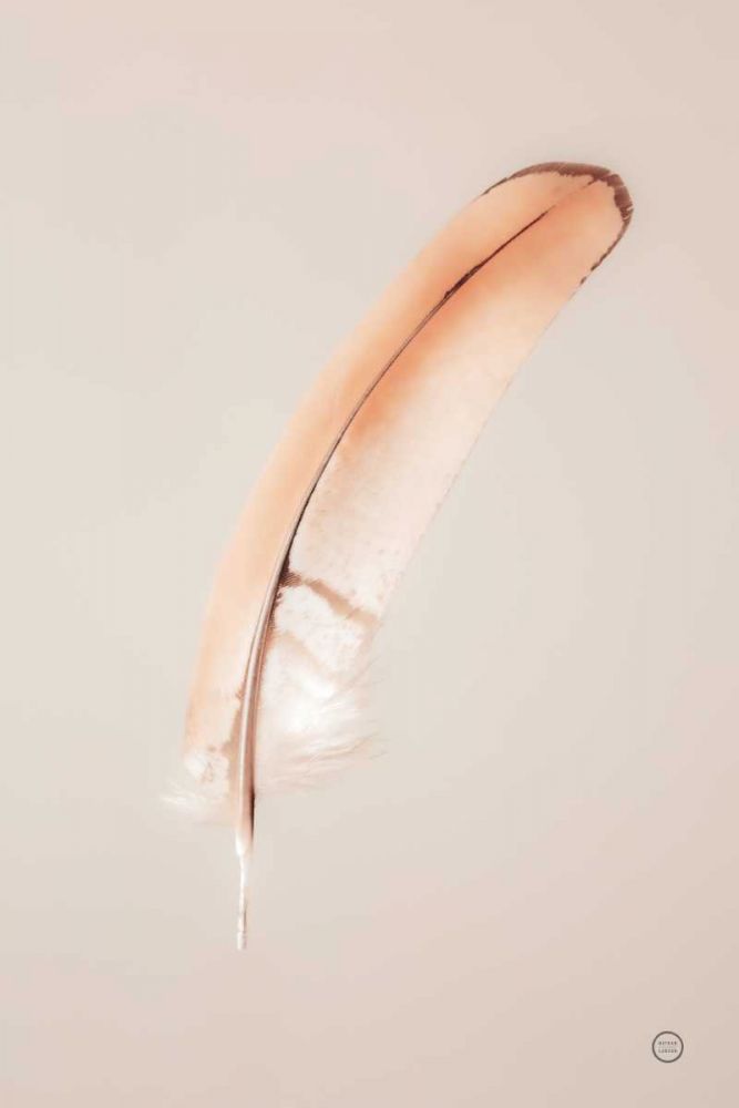 Floating Feathers III art print by Nathan Larson for $57.95 CAD