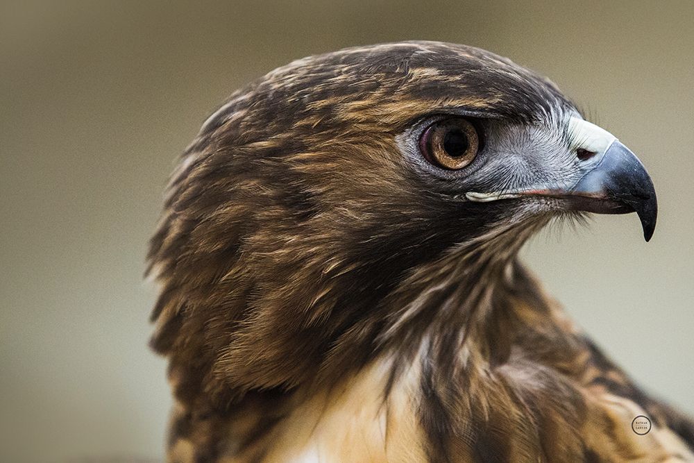 Red Tailed Hawk Profile art print by Nathan Larson for $57.95 CAD