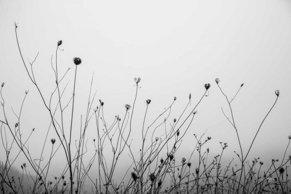 Autumn Grasses art print by Aledanda for $57.95 CAD