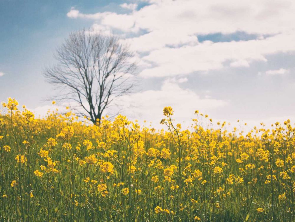 Spring Meadow art print by Aledanda for $57.95 CAD