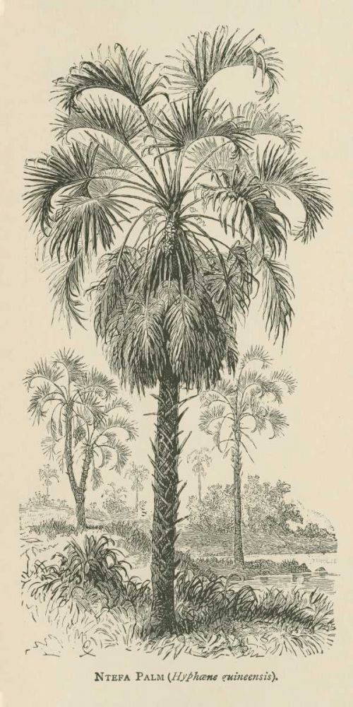 Creators Wonders Book Palm art print by Wild Apple Portfolio for $57.95 CAD