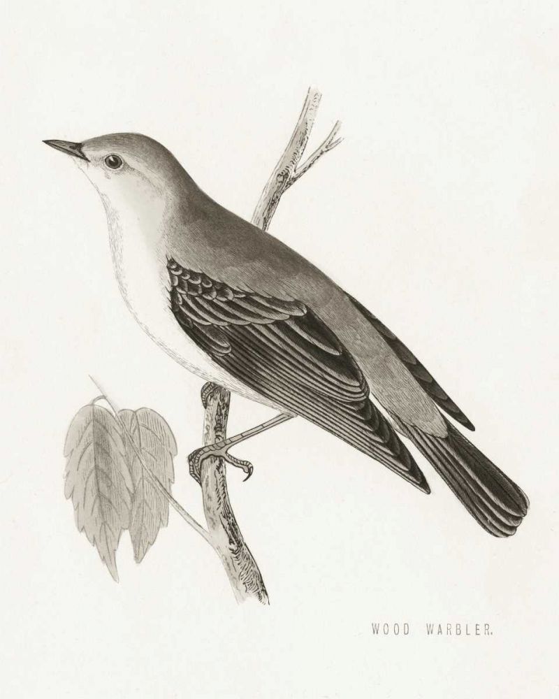 Engraved Birds III BW art print by Wild Apple Portfolio for $57.95 CAD