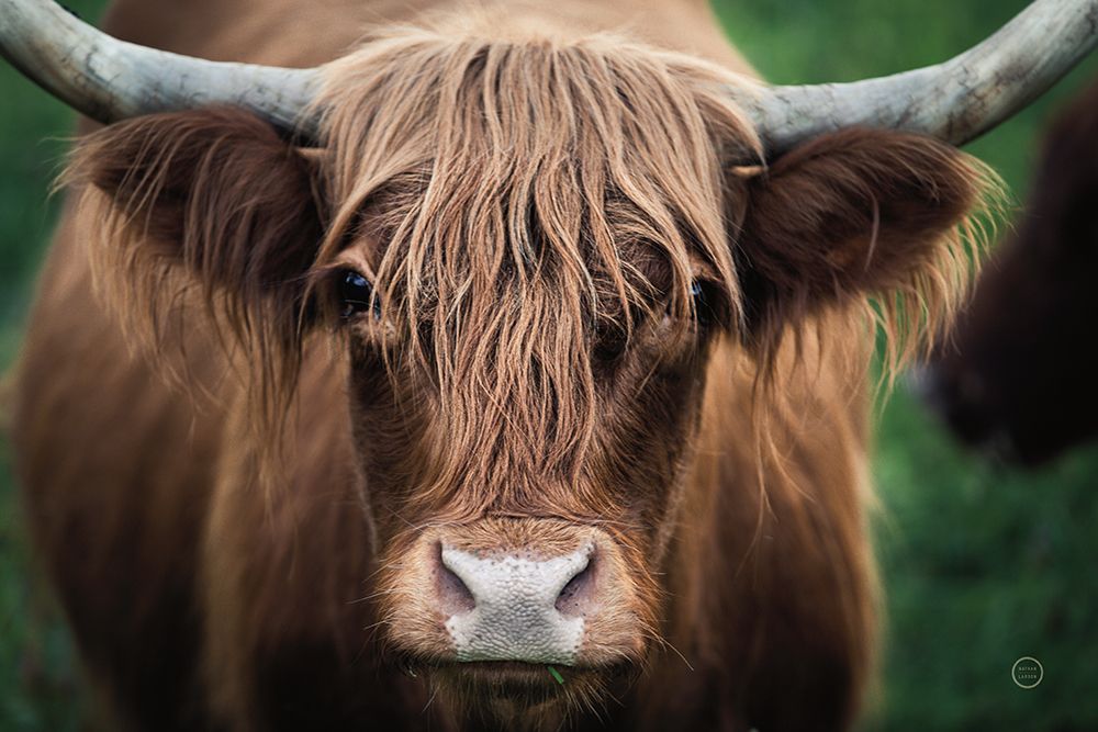 Cow Nose art print by Nathan Larson for $57.95 CAD