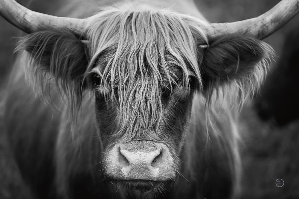 Cow Nose BW art print by Nathan Larson for $57.95 CAD