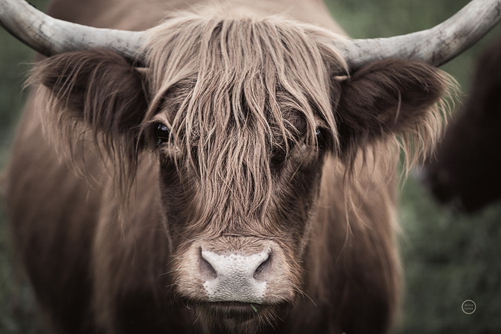 Cow Nose Light art print by Nathan Larson for $57.95 CAD