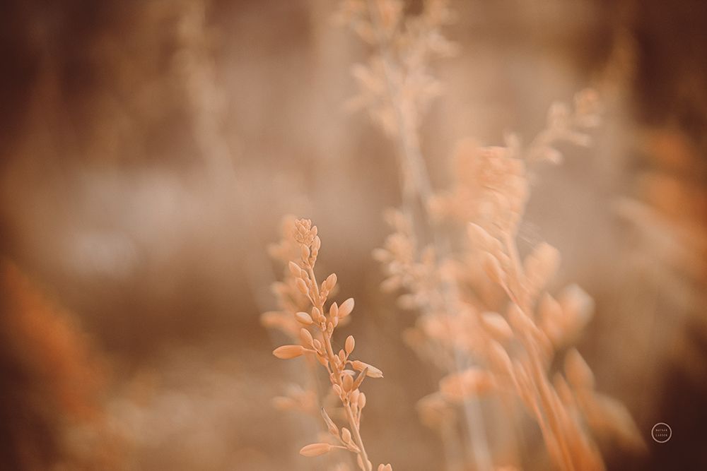 Texas Wild art print by Nathan Larson for $57.95 CAD