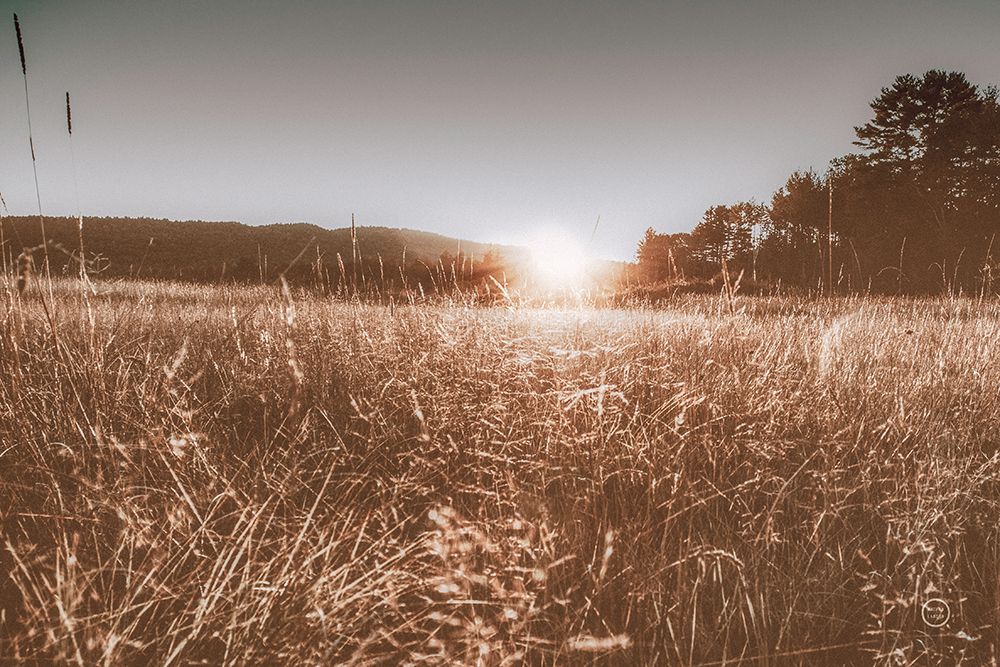 Fields of Gold art print by Nathan Larson for $57.95 CAD