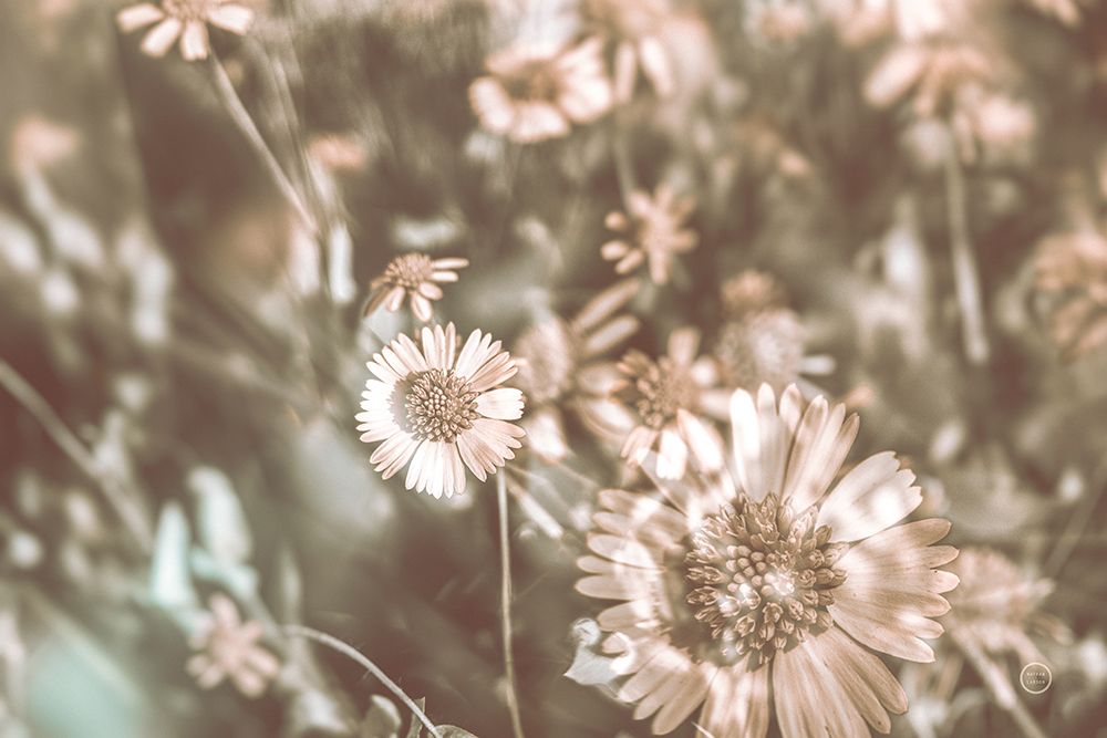 Flower Power art print by Nathan Larson for $57.95 CAD