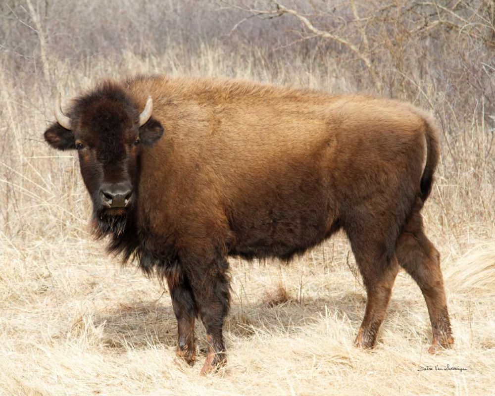American Bison I art print by Debra Van Swearingen for $57.95 CAD