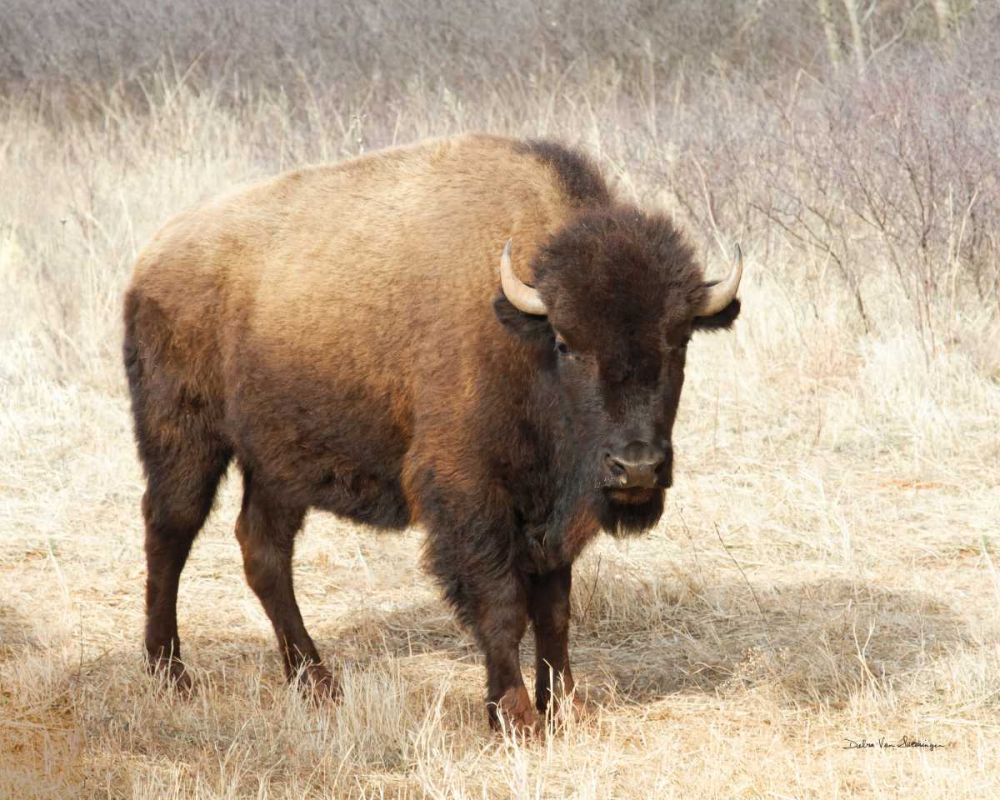 American Bison II art print by Debra Van Swearingen for $57.95 CAD
