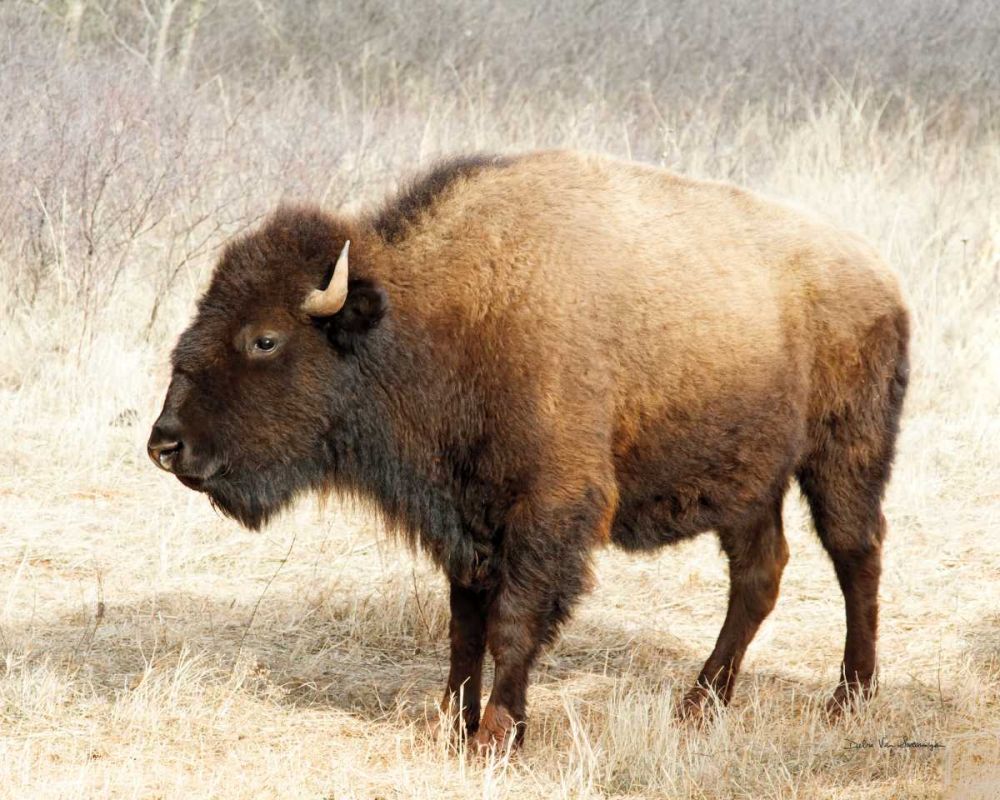 American Bison III art print by Debra Van Swearingen for $57.95 CAD