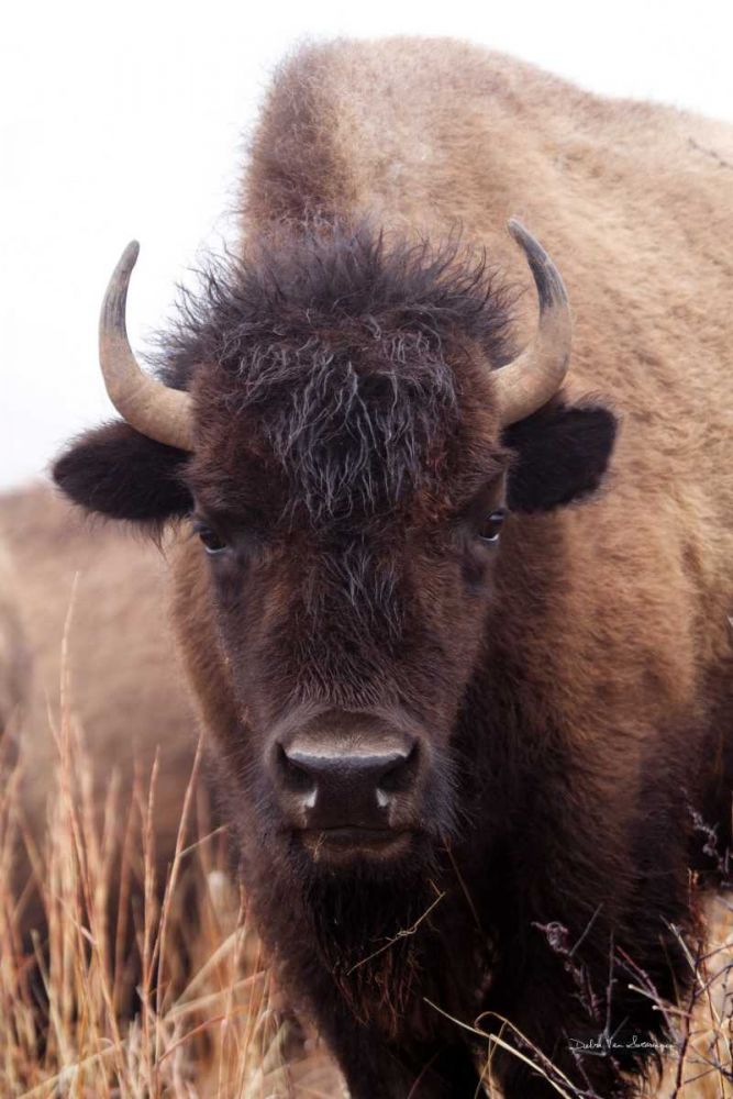 American Bison IV art print by Debra Van Swearingen for $57.95 CAD