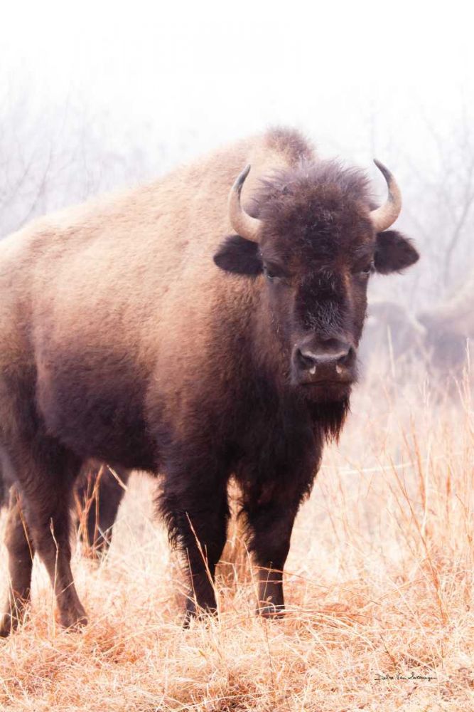 American Bison V art print by Debra Van Swearingen for $57.95 CAD