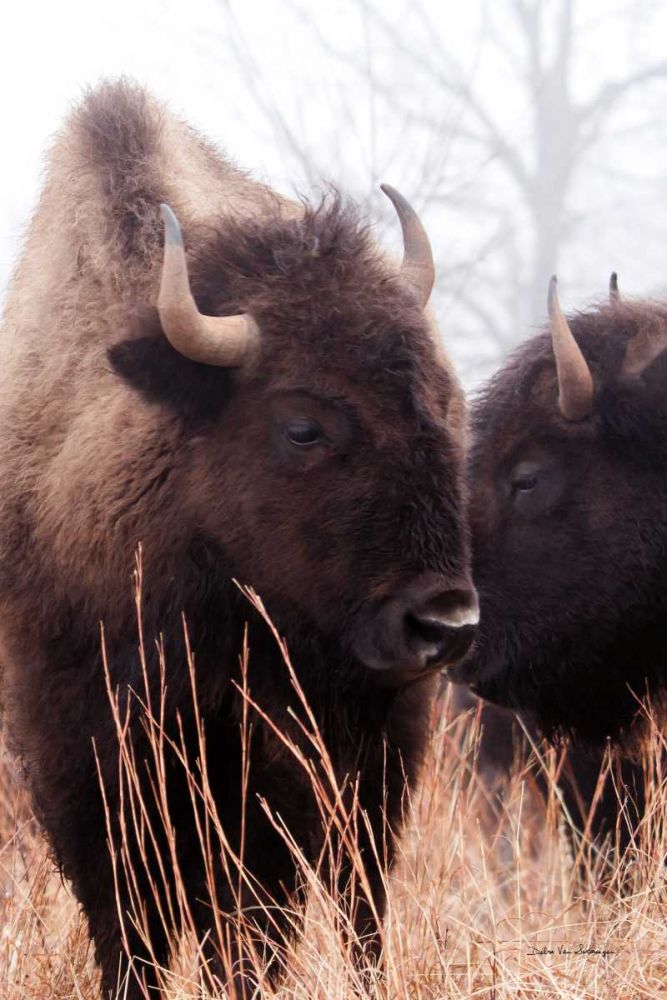 American Bison VI art print by Debra Van Swearingen for $57.95 CAD