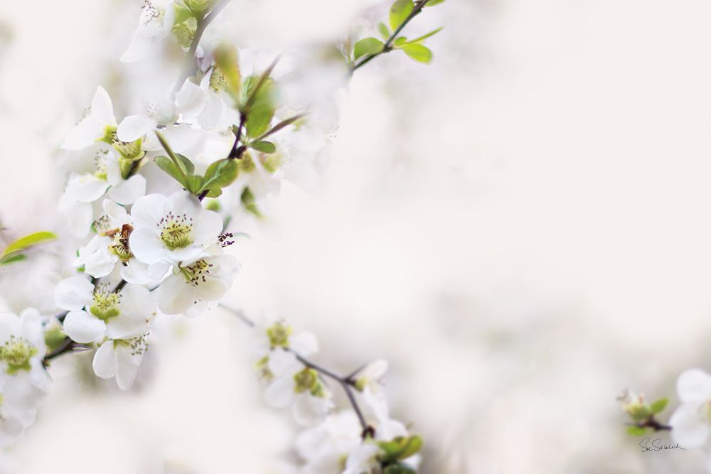 First White of Spring art print by Sue Schlabach for $57.95 CAD