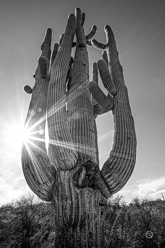 Sunset Saguaro art print by Nathan Larson for $57.95 CAD