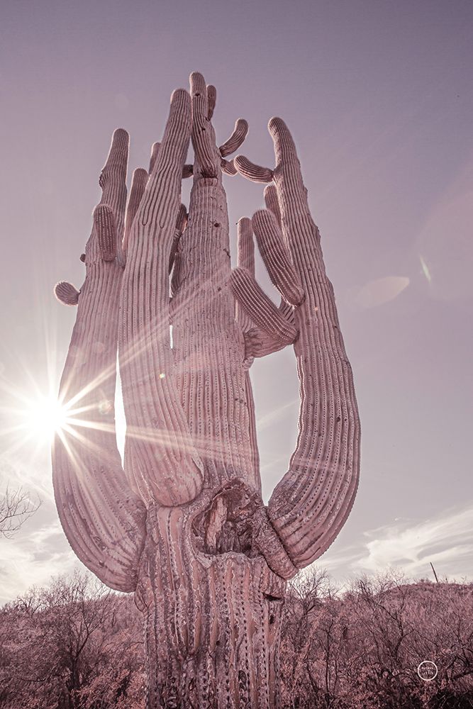 Dusty Desert Saguaro art print by Nathan Larson for $57.95 CAD