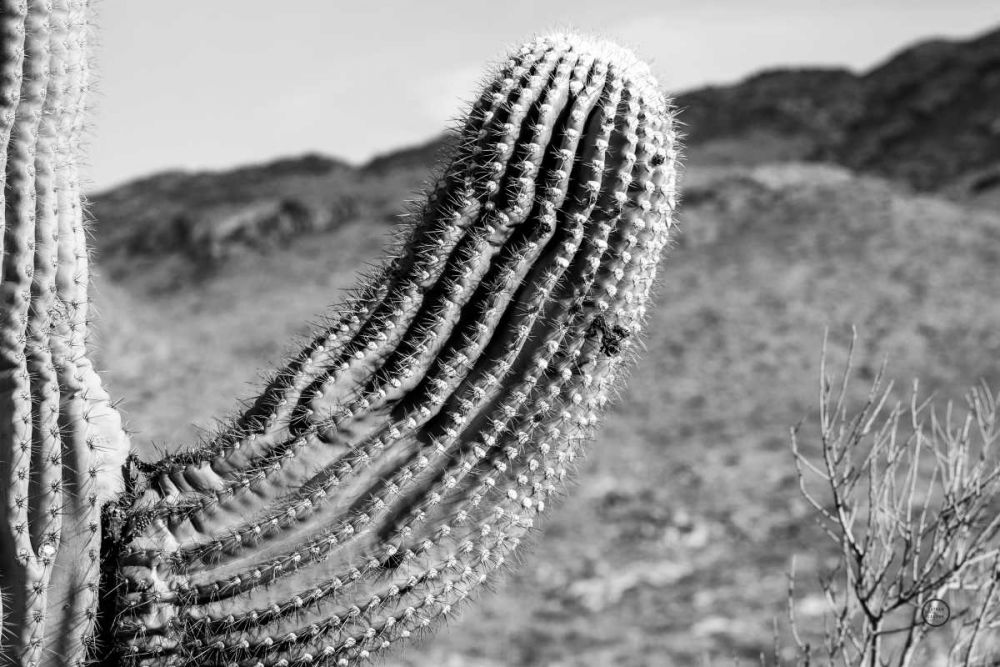 Saguaro art print by Nathan Larson for $57.95 CAD