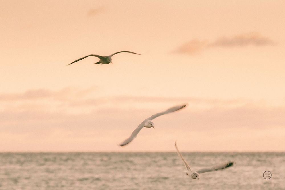 Sunset Flocks art print by Nathan Larson for $57.95 CAD
