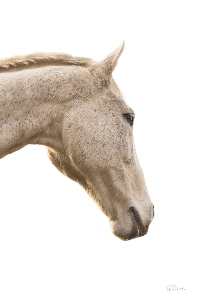 A Horse Named Lady I art print by Sue Schlabach for $57.95 CAD
