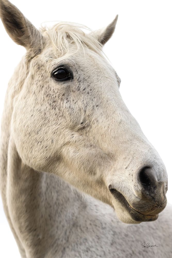 A Horse Named Lady II art print by Sue Schlabach for $57.95 CAD