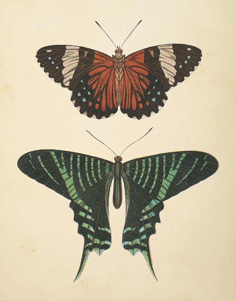 Papillons I art print by Wild Apple Portfolio for $57.95 CAD