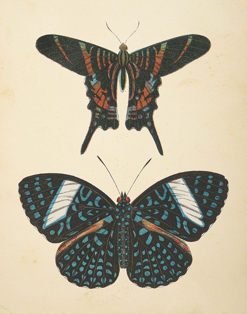Papillons II art print by Wild Apple Portfolio for $57.95 CAD