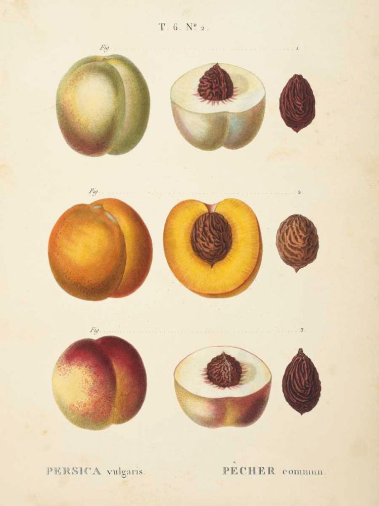 Peaches I art print by Wild Apple Portfolio for $57.95 CAD