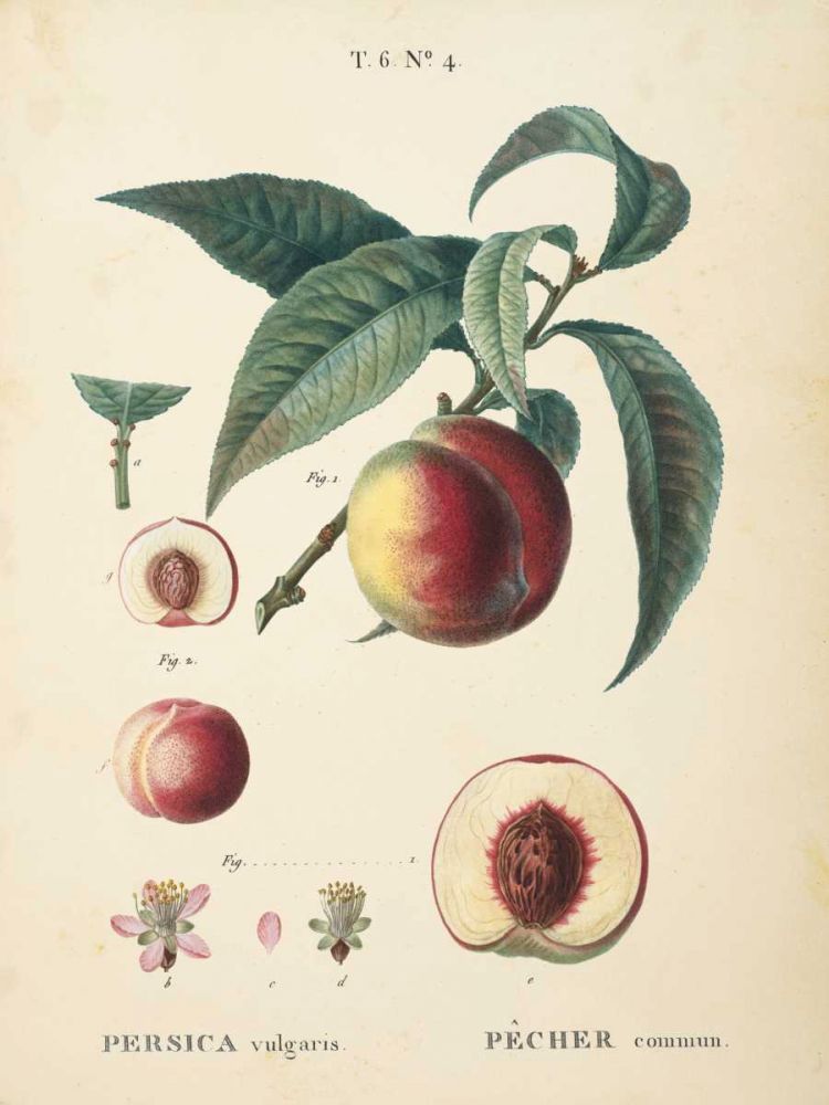 Peaches II art print by Wild Apple Portfolio for $57.95 CAD