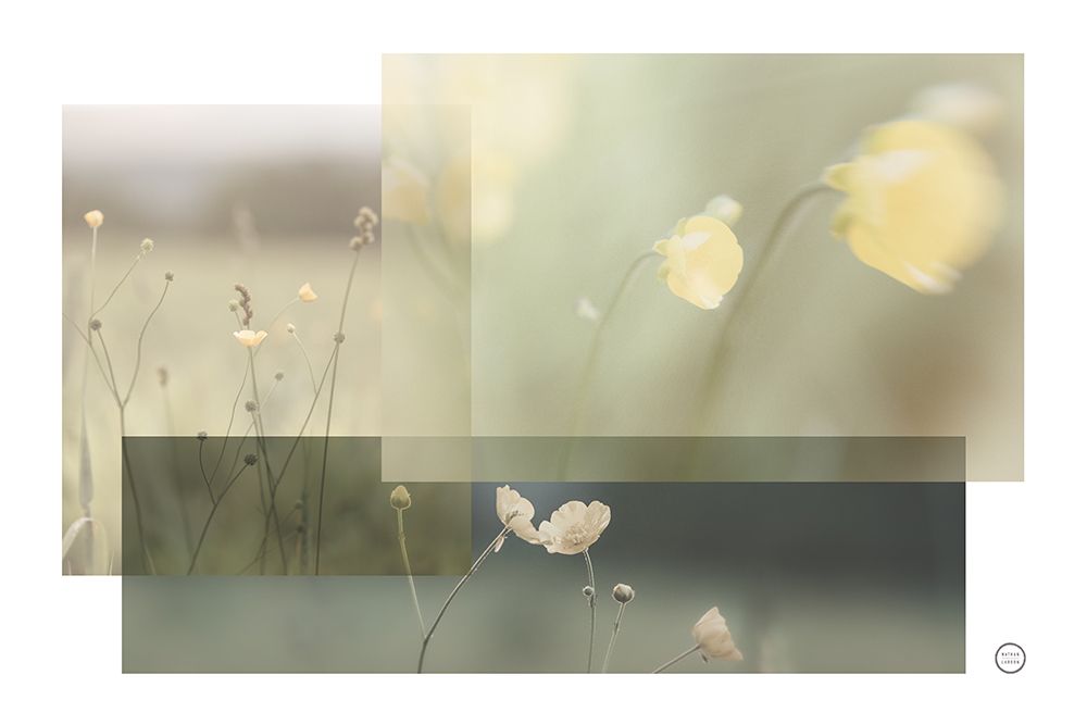 Wildflower Collage art print by Nathan Larson for $57.95 CAD