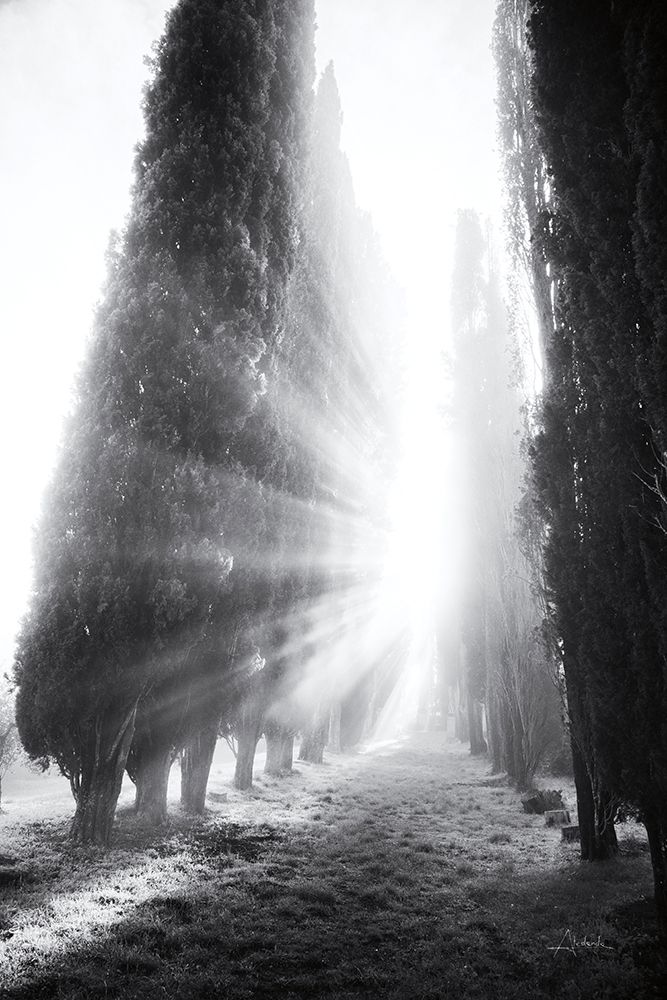Rays of Morning art print by Aledanda for $57.95 CAD
