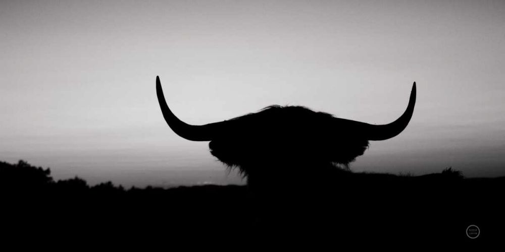 Bull Set BW Crop art print by Nathan Larson for $57.95 CAD