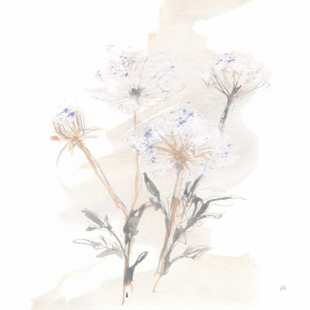 Queen Annes Lace II art print by Chris Paschke for $57.95 CAD