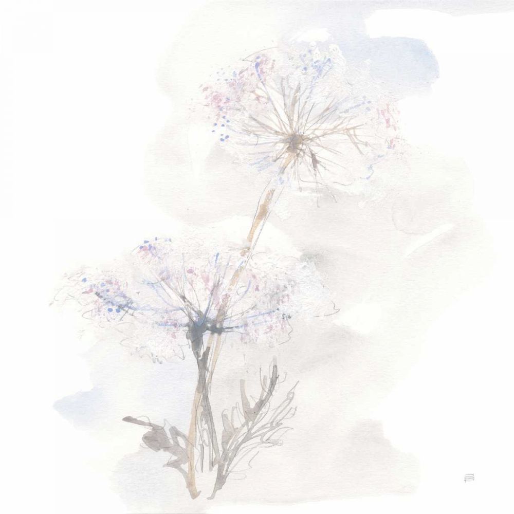 Queen Annes Lace III art print by Chris Paschke for $57.95 CAD