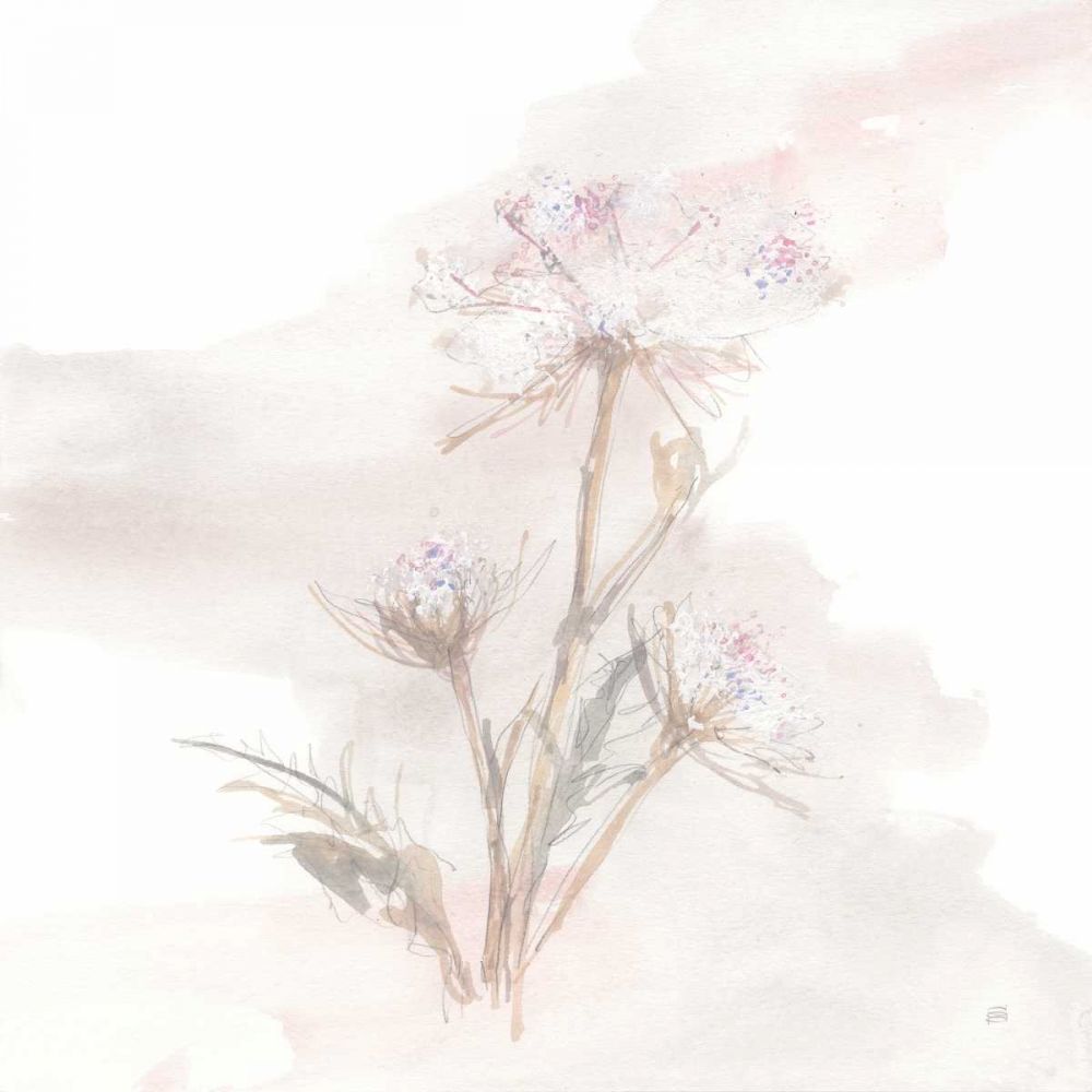 Queen Annes Lace IV art print by Chris Paschke for $57.95 CAD