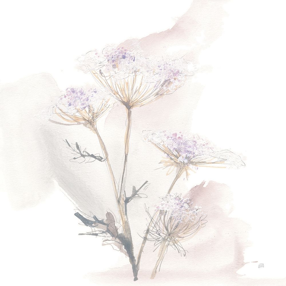 Queen Annes Lace VI art print by Chris Paschke for $57.95 CAD