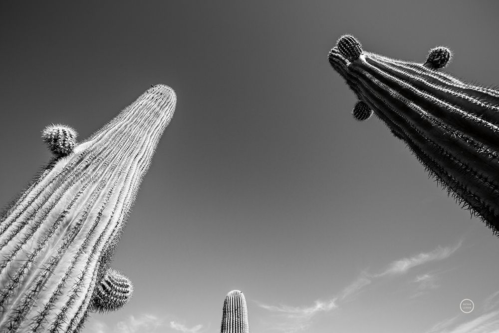 Three Kings art print by Nathan Larson for $57.95 CAD