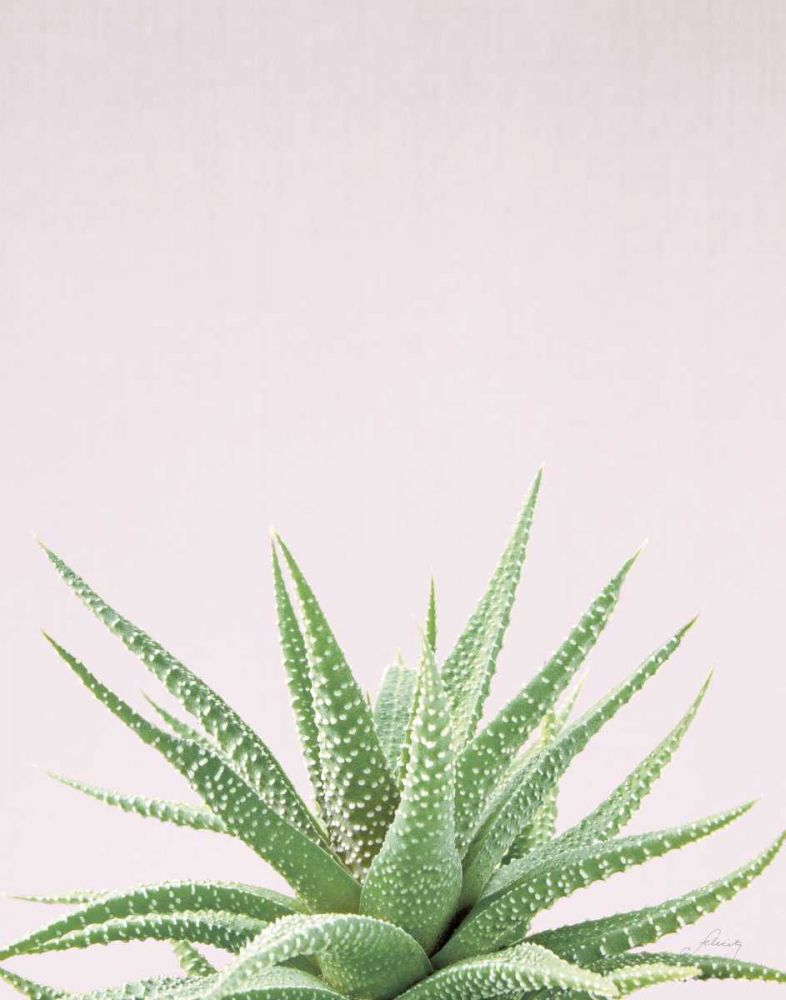 Succulent Simplicity Soft I Crop art print by Felicity Bradley for $57.95 CAD