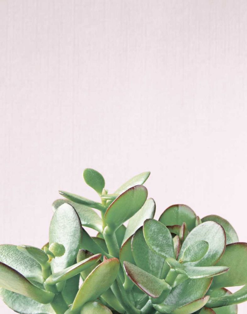 Succulent Simplicity Soft III Crop art print by Felicity Bradley for $57.95 CAD